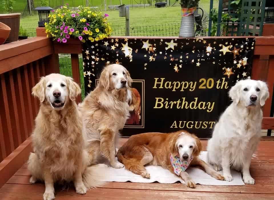 Golden Retriever más viejo del mundo