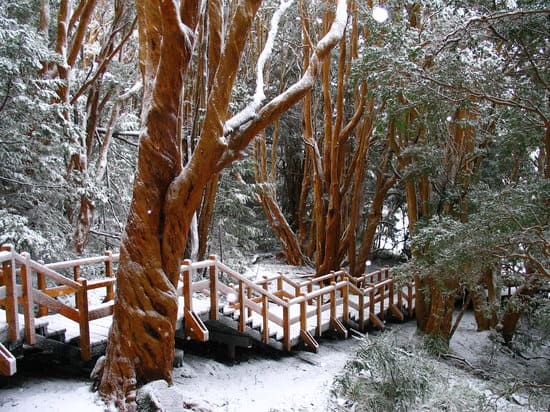 image parques Autorizan la apertura parcial de los parques Nahuel Huapi y Arrayanes aquí todos los detalles 223