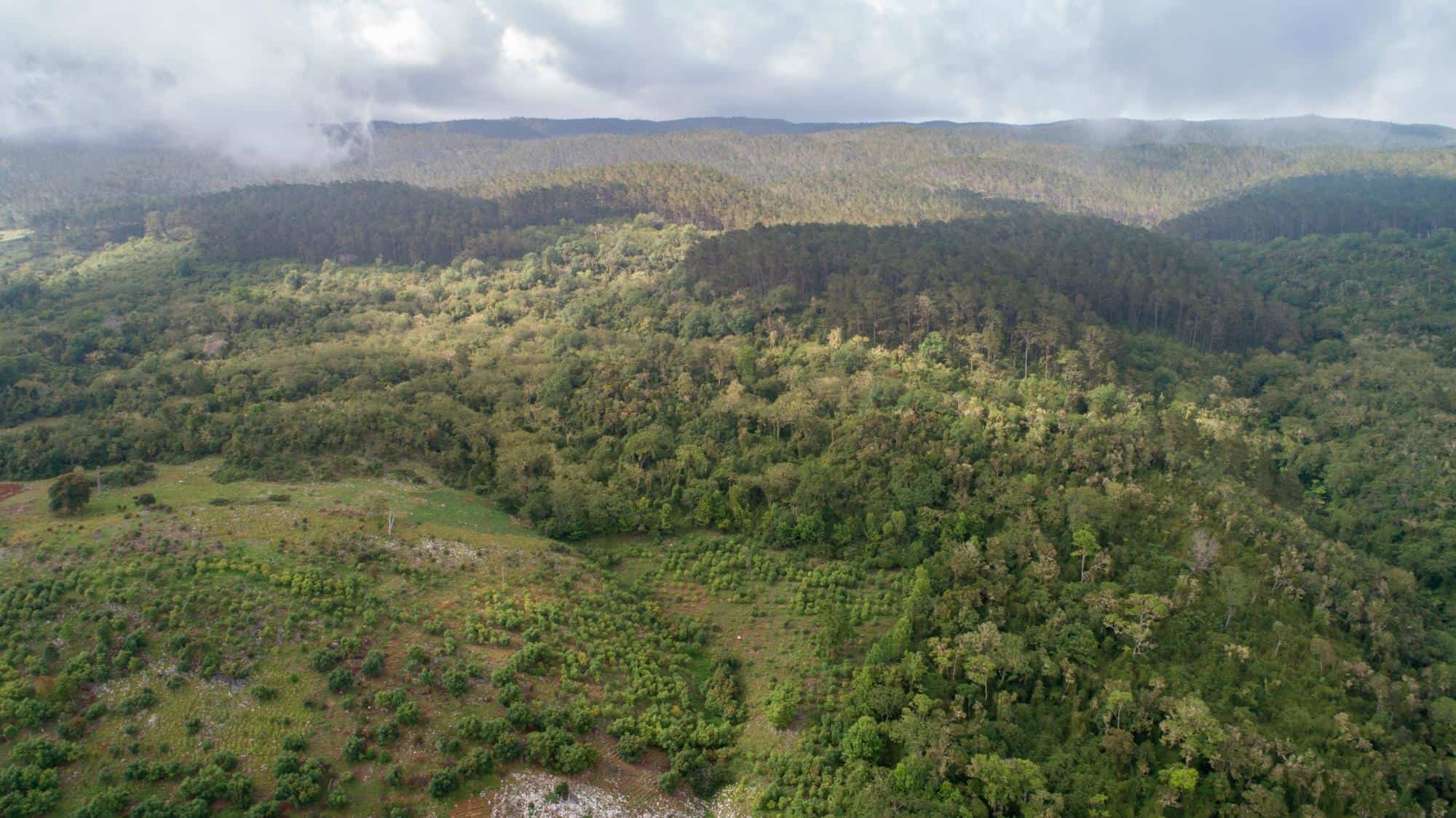 Este documental sobre la producción de aguacates en el mundo muestra cómo la sobreexplotación está afectando a su biodiversidad 2