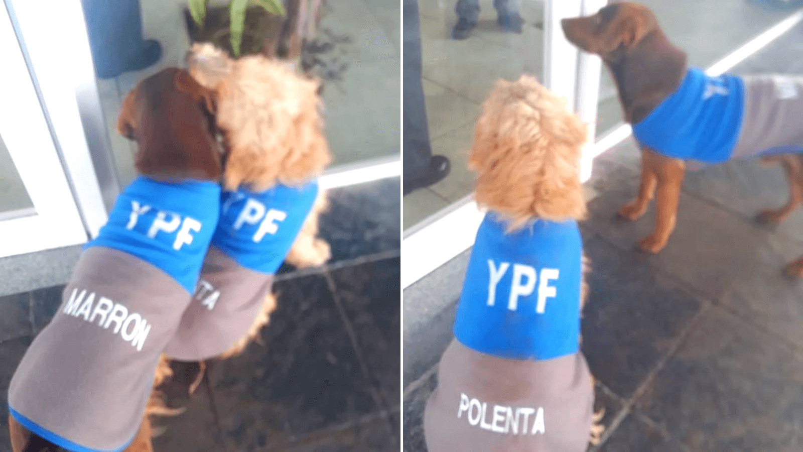 Furor Una estación de servicio adoptó dos perritos callejeros vistiéndolos con el mismo uniforme de trabajo de sus empleados 153