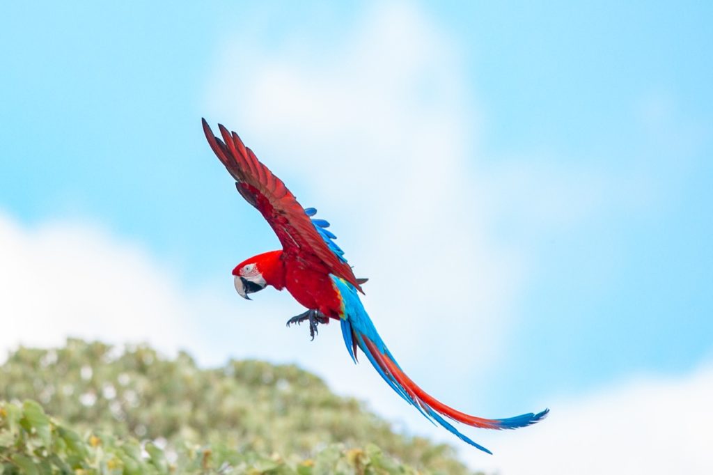 image Rewilding Argentina Guacamayo Matías Rebak