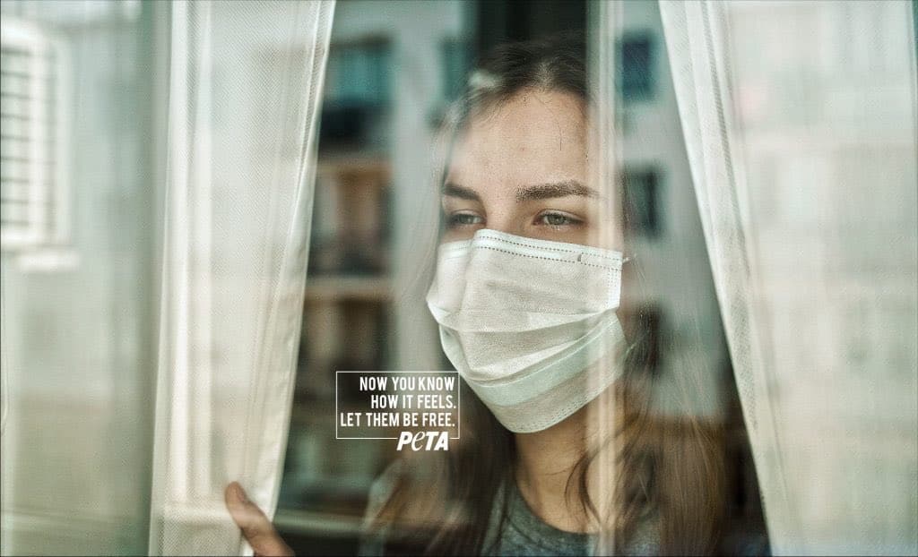 image cautiverio La humanidad en cautiverio Esta campaña busca concientizar sobre la crueldad del encierro en los animales comparando con el confinamiento 4