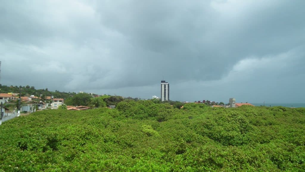 anacardo más grande del mundo