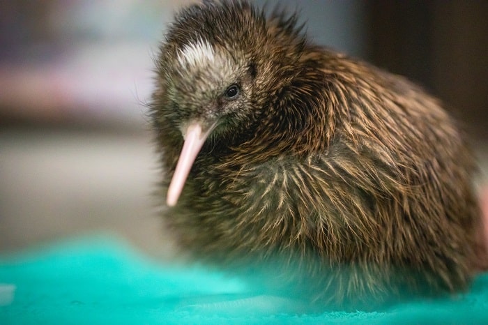 image Pássaro Kiwi Foto Miles Holden 1