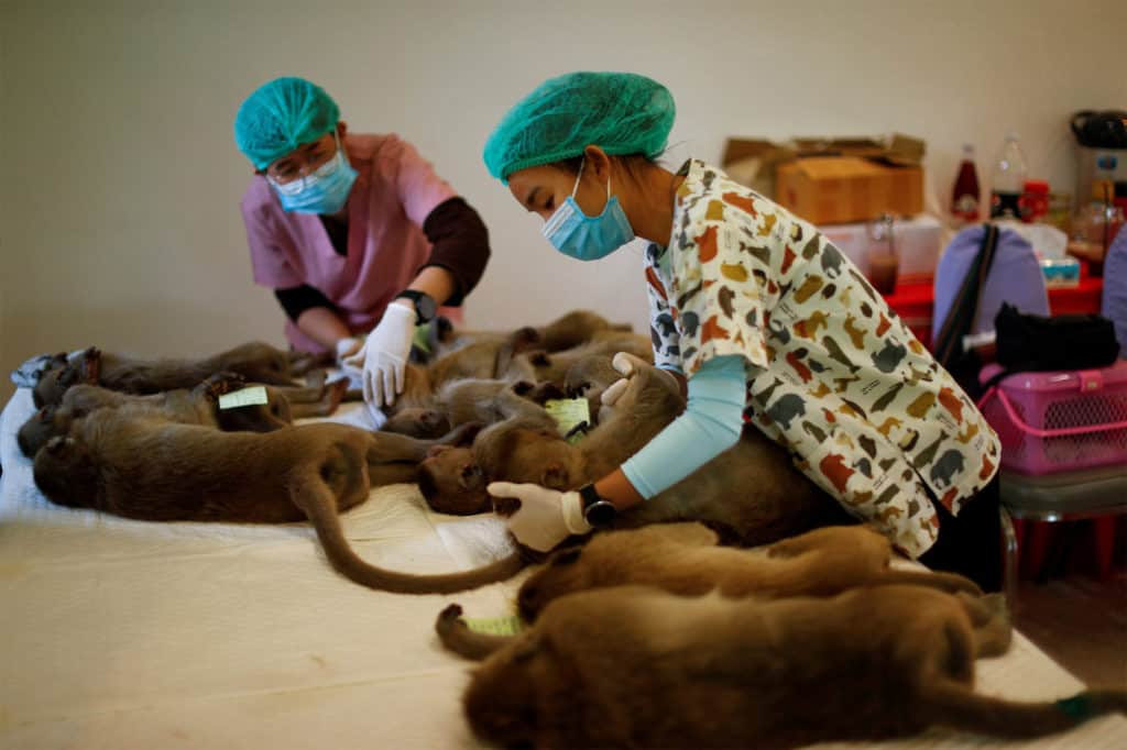 Tailandia esterilizará 500 monos 