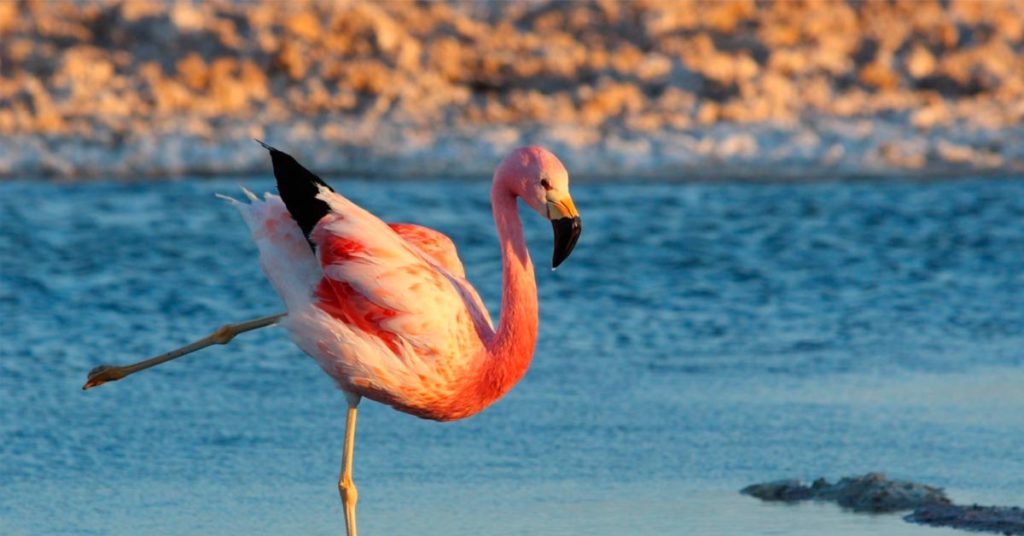 Desierto de Atacama