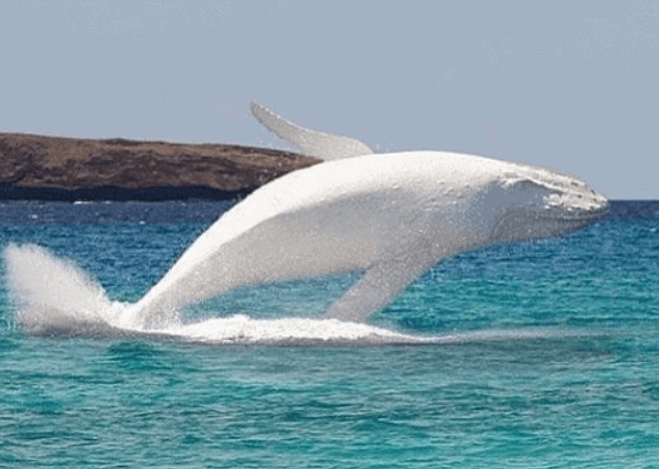 ballena jorobada blanca