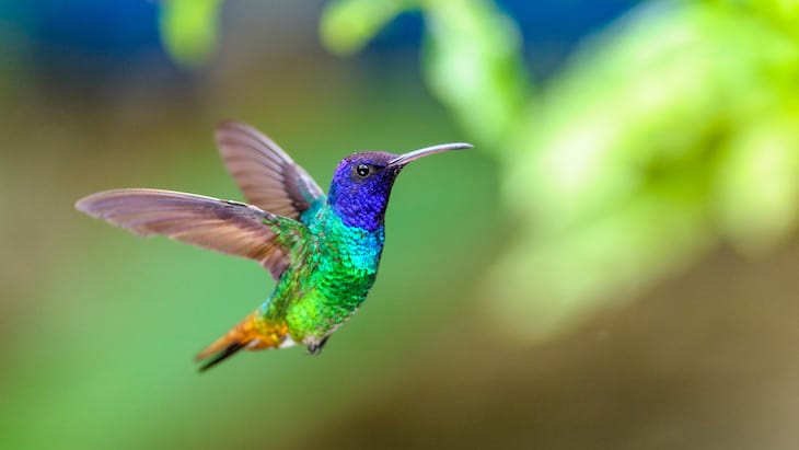 colibri