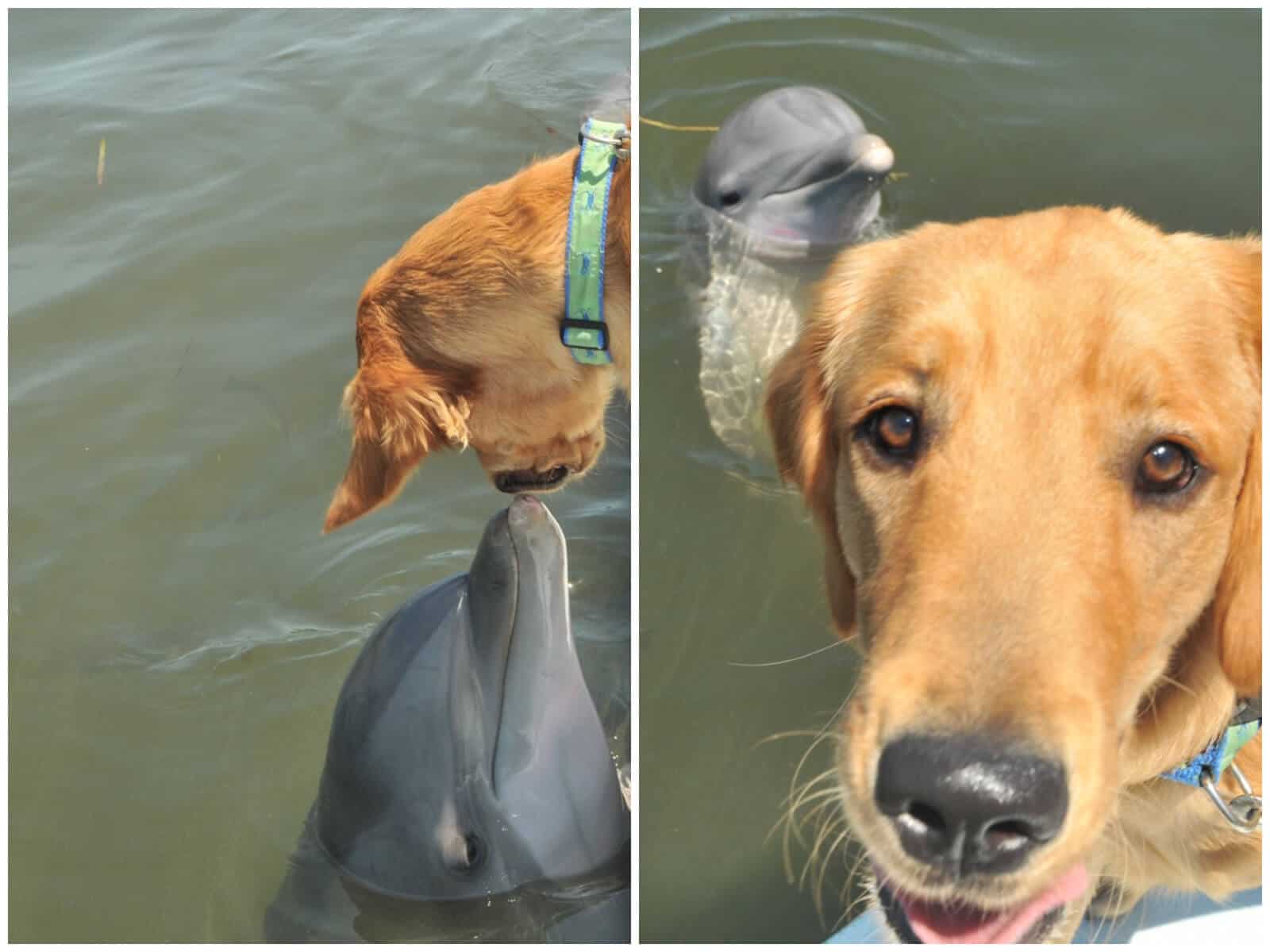 amistad entre un perro y un delfín