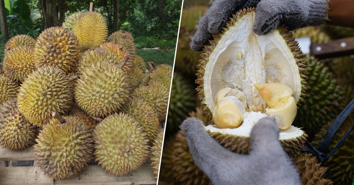durian