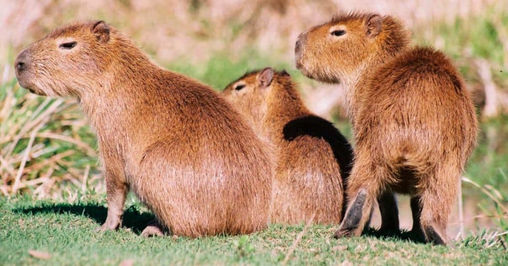 image que hacer en quito esteros del ibera 6