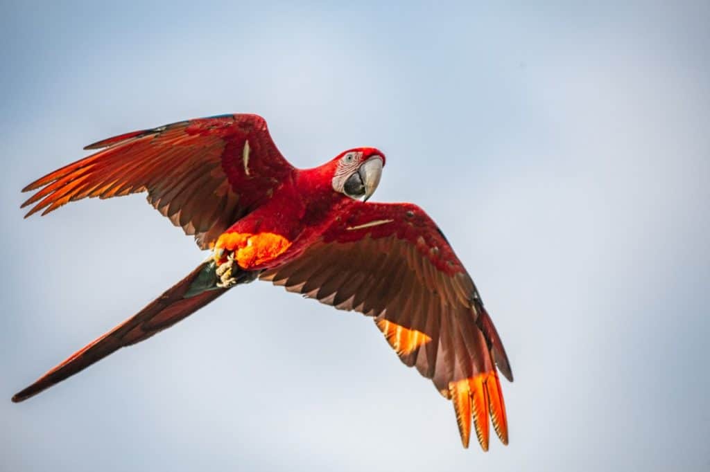 guacamayo Liberan cinco guacamayos rojos en el Parque Nacional Iberá, una especie extinta en la Argentina image guacamayo guacamayo rojo