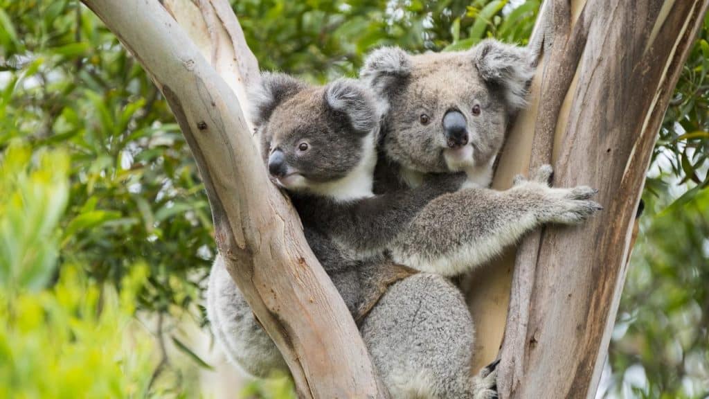 Australia utilizará drones para medir la disminución de la población de los koalas debido a los incendios y la deforestación