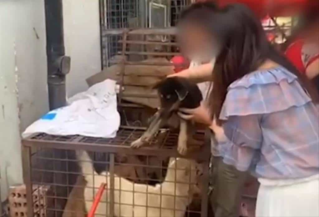 escuela primaria A pesar de las nuevas leyes, los mercados chinos continúan vendiendo carne de perro image perro china 2