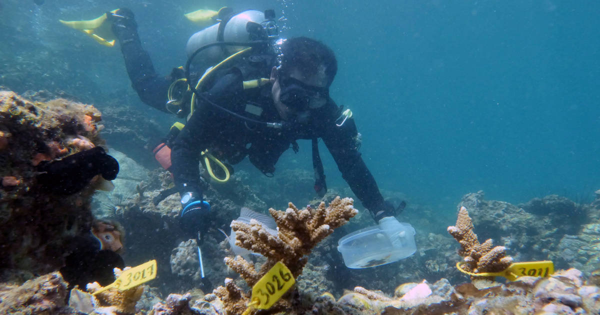 Foto del lunes de un buzo inspeccionando corales insertados cerca del puerto de Dibba en Fujairah, EAU. 
Jun 15, 2020. REUTERS/Christopher Pike