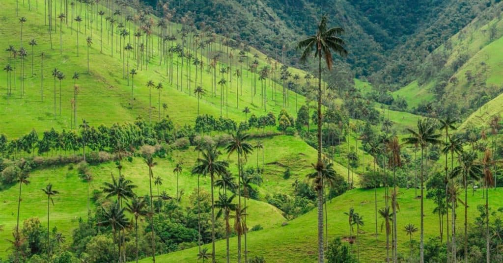 Senderismo en el Valle del Cocora