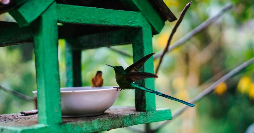 Senderismo en el Valle del Cocora: casa del colibrí