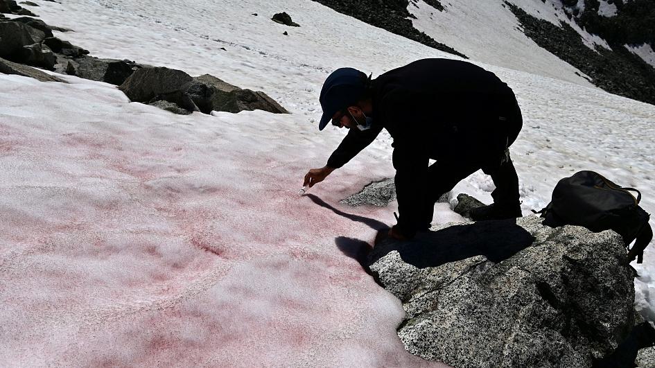 nieve rosa