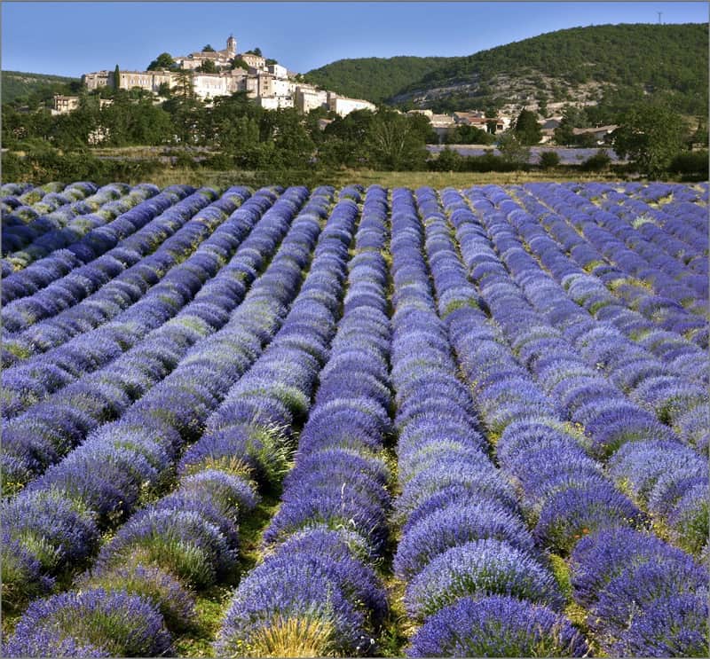 campos de lavanda