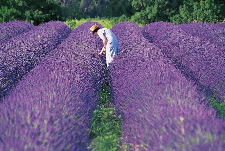 campos de lavanda