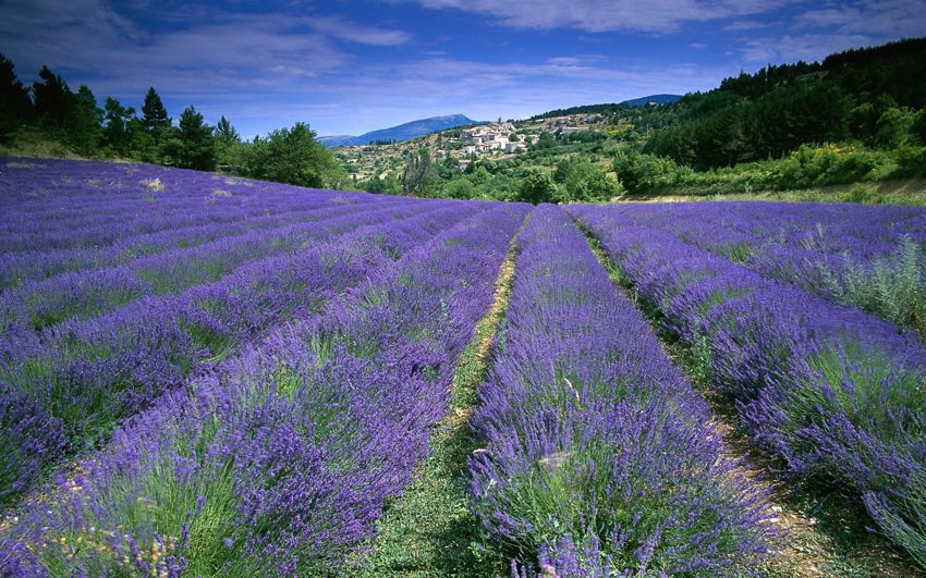 por qué visitar La Provenza en Francia