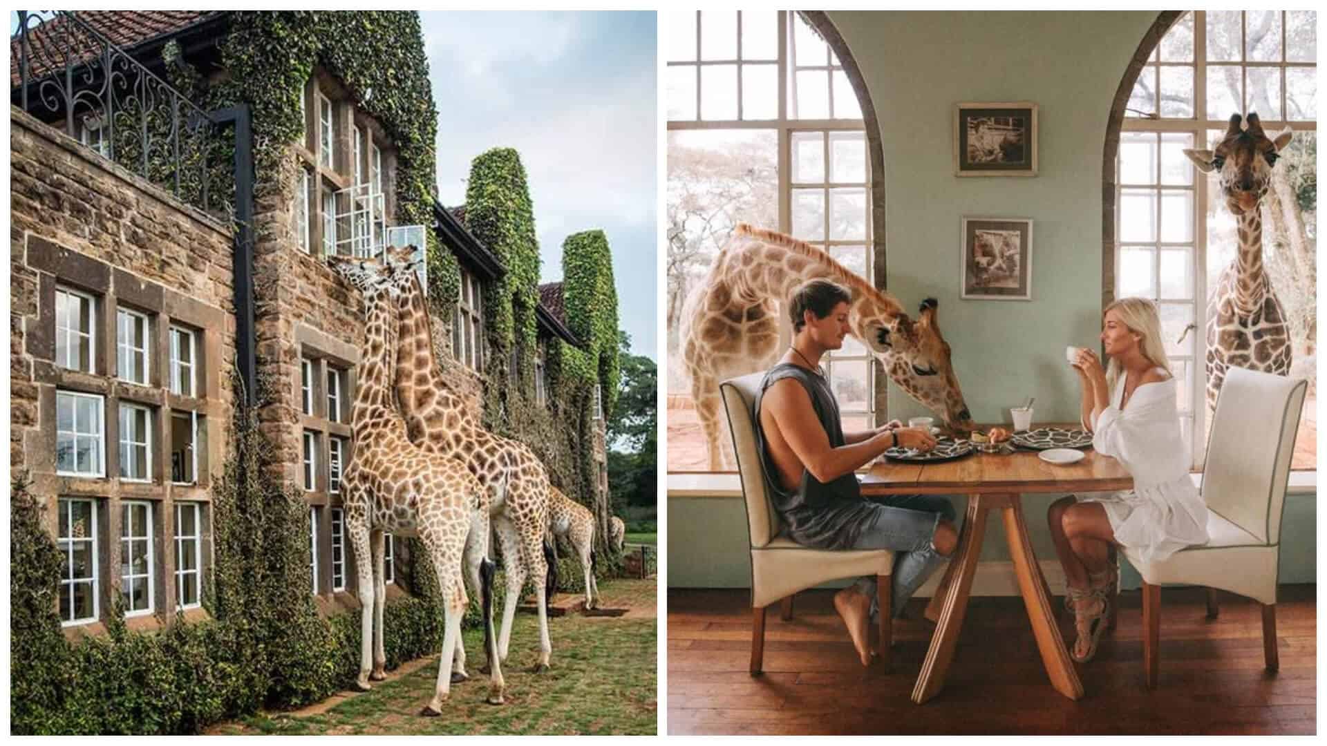 Giraffe Manor