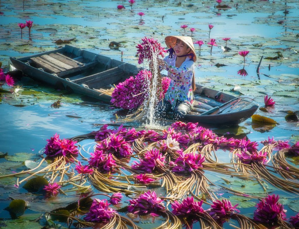 cosecha anual de nenúfares en Vietnam