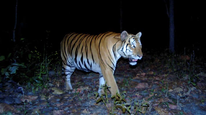 Tailandia Ante la ausencia de cazadores, identifican la presencia de tigres salvajes por primera vez en cuatro años 1