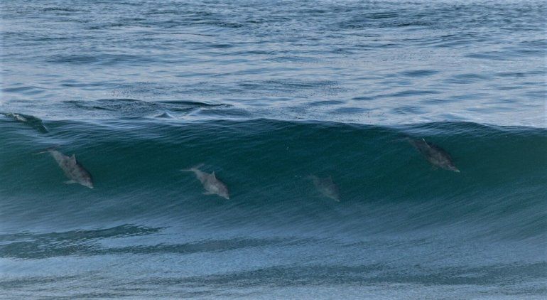 Una bióloga logró capturar el momento exacto en que una familia de delfines surfea las olas en Las Grutas 1