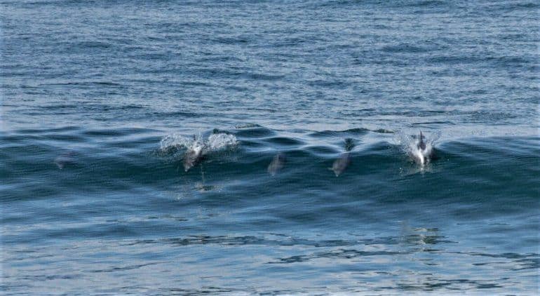 image Las Grutas Una bióloga logró capturar el momento exacto en que una familia de delfines surfea las olas en Las Grutas 2