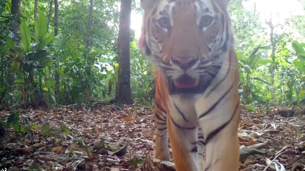 presencia de tigres salvajes