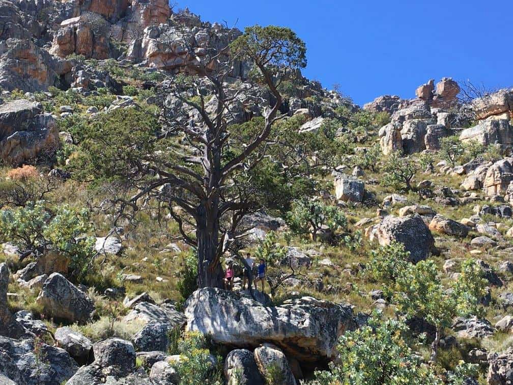  árbol de 200 millones de años 