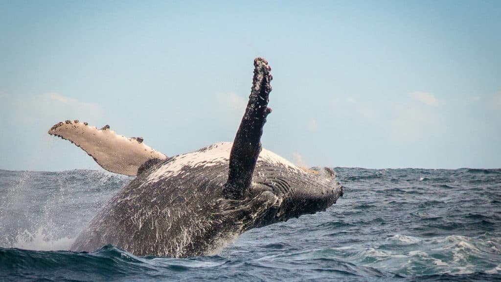 image Knysna ballena