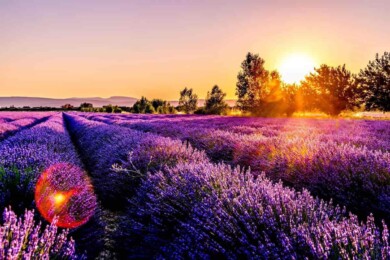 Campos de Lavanda