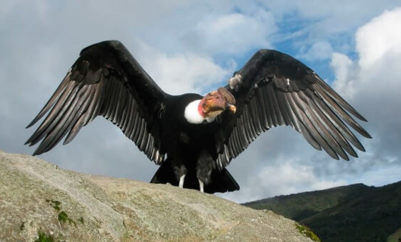 image cóndor condor