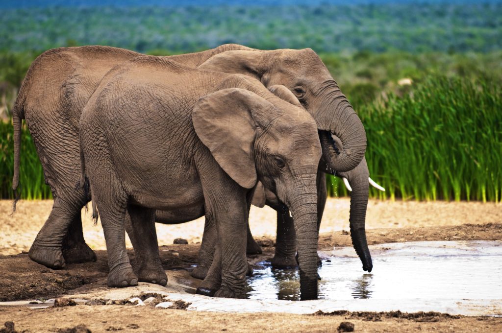 image Addo Elephant National Park elefantes2