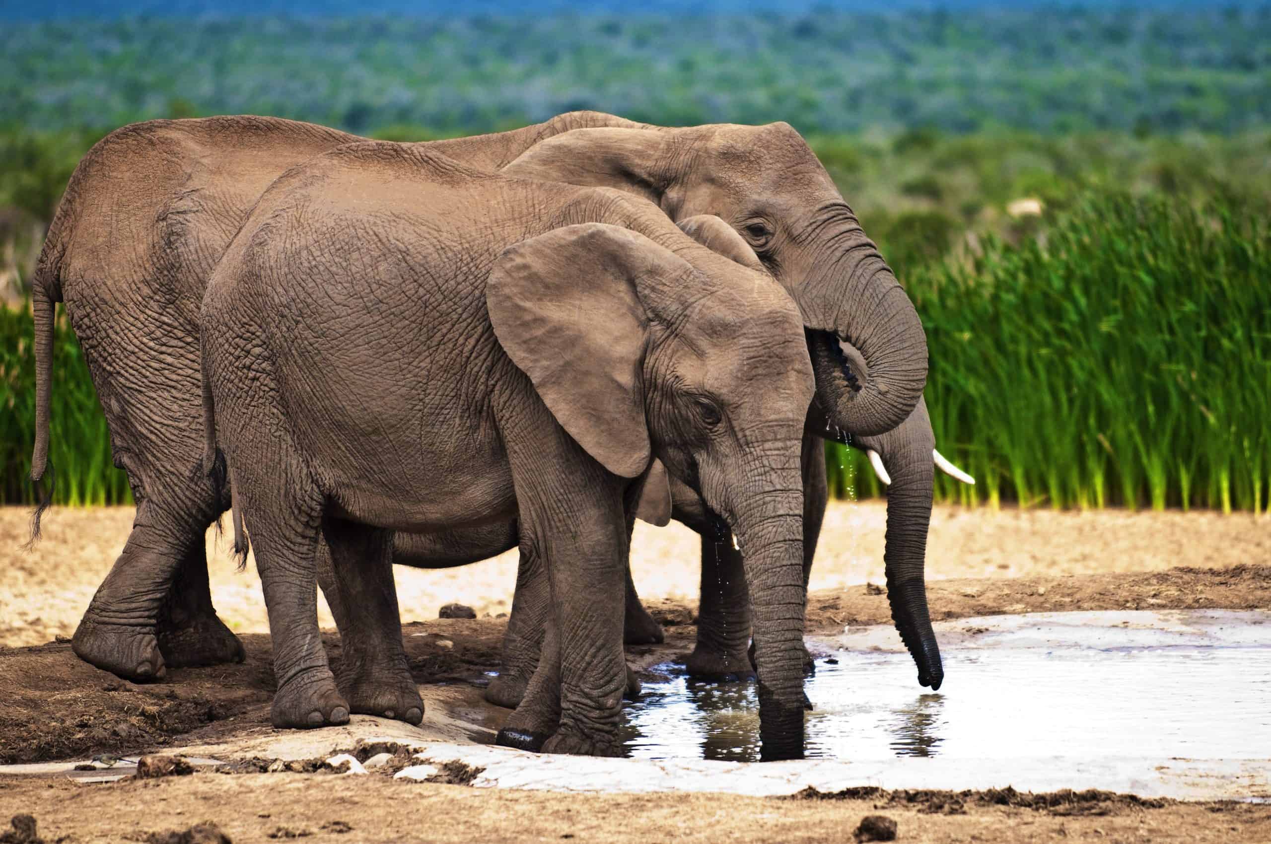 Addo Elephant National Park