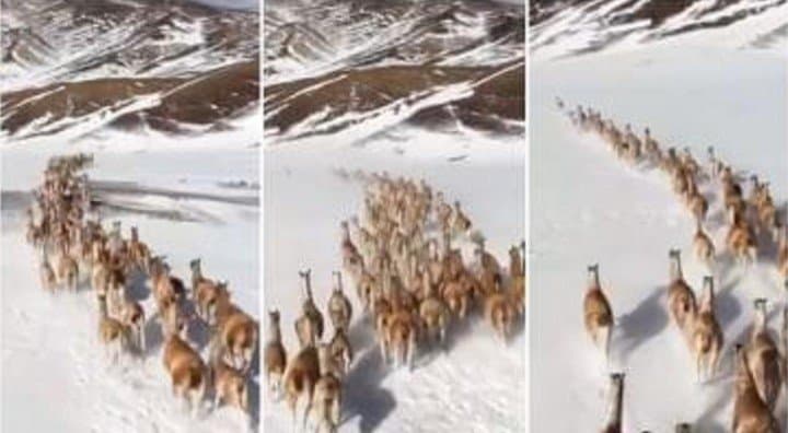 contaminacion VIDEO: Captan a una tropilla de guanacos corriendo libres por la Cordillera de Los Andes image nuevo mapa guanacos