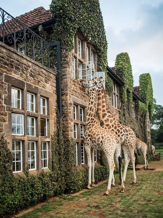 La Historia del Giraffe Manor