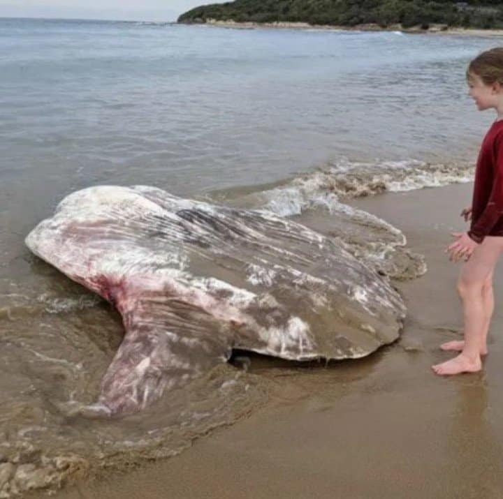 Australia Una aterradora criatura marina apareció en una playa de Australia y desconcertó a los científicos image Australia pez2
