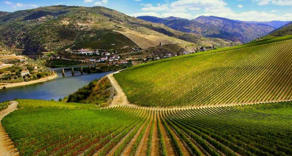 image trenes temáticos para descubrir Castilla vinos de ribera del duero