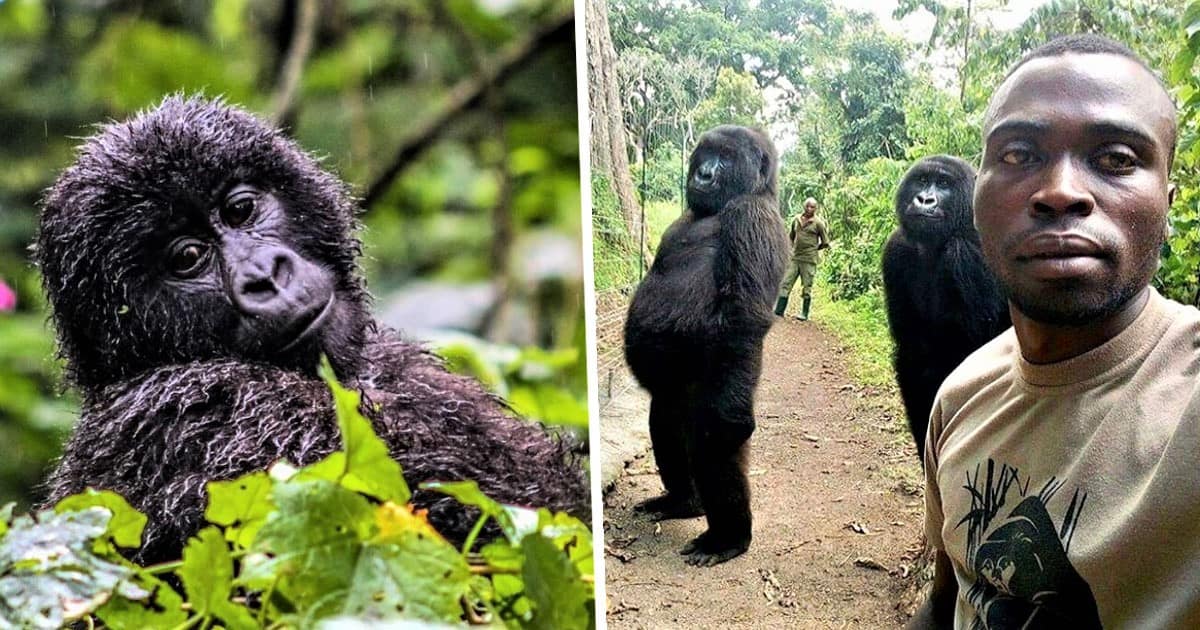 virunga