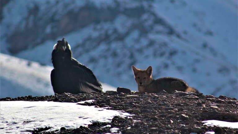 Guardaparques de la Dirección de Recursos Naturales y Renovables de Mendoza