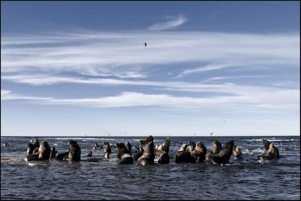 image Comodoro Rivadavia 7 Lobos marinos