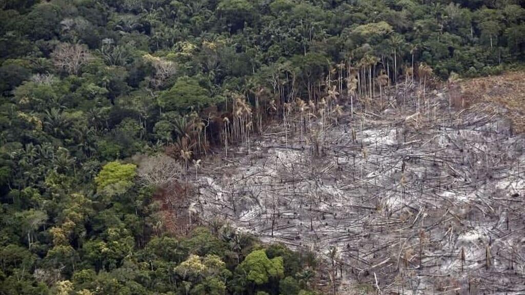 bosque deforestado