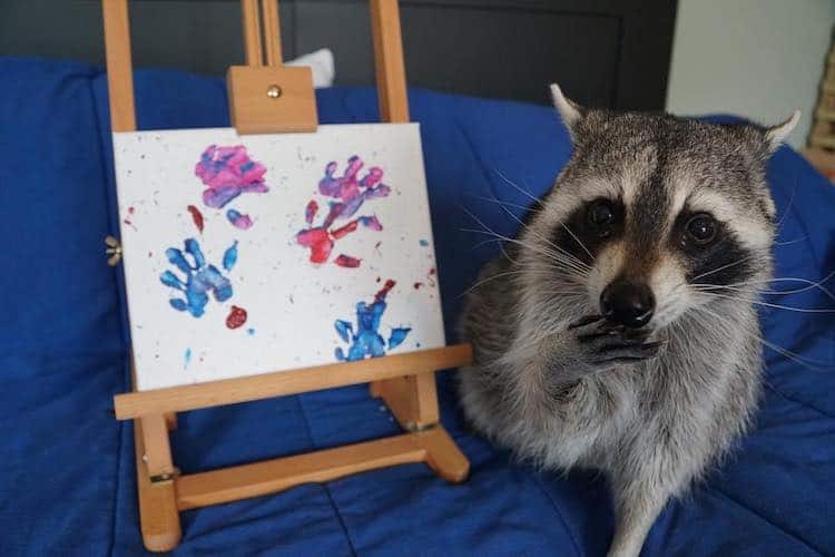 image Mapaches crean obras de arte Mapaches crean obras de arte animadas utilizando solo sus patas 5