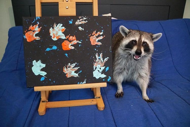 image Mapaches crean obras de arte Mapaches crean obras de arte animadas utilizando solo sus patas 8