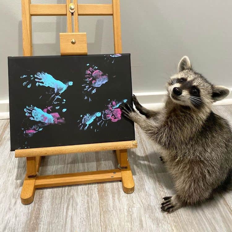 Mapaches crean obras de arte animadas utilizando solo sus patas