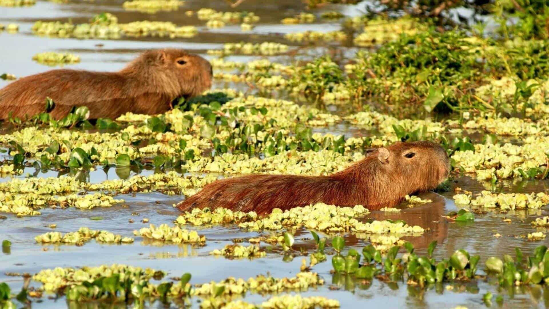 Reintroducen fauna extinguida en el Parque Nacional Iberá para alentar el ecoturismo luego de la pandemia 1