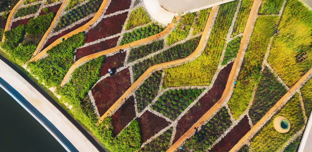 TURF: el proyecto que construye huertas orgánicas urbanas en el techo de la universidad